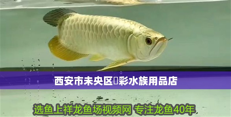 西安市未央區魟彩水族用品店 西安市未央區魟彩水族用品店 全國水族館企業名錄 第1張
