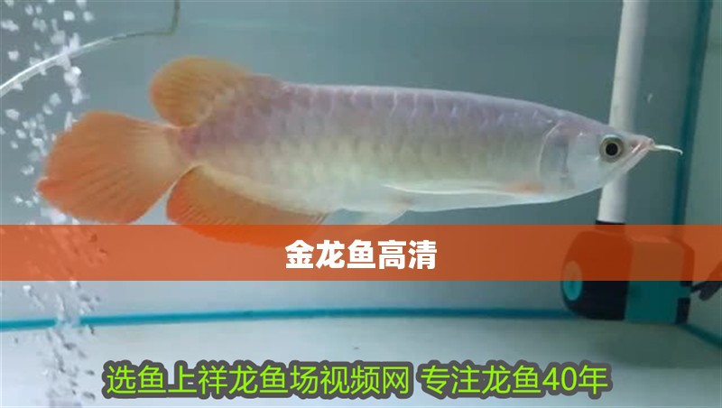 金龍魚高清