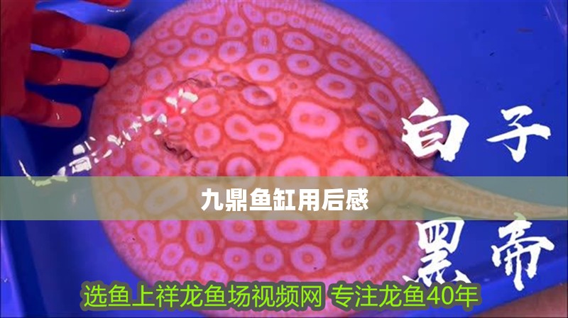 九鼎魚缸用后感 九鼎魚缸用后感 觀賞魚百科