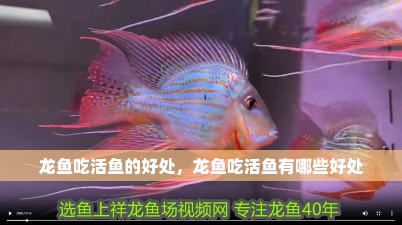 龍魚吃活魚的好處，龍魚吃活魚有哪些好處