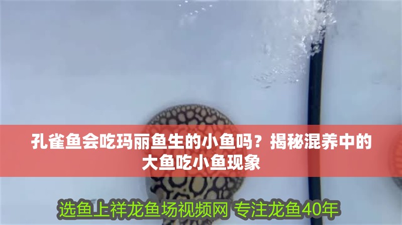 孔雀魚會吃瑪麗魚生的小魚嗎？揭秘混養中的大魚吃小魚現象