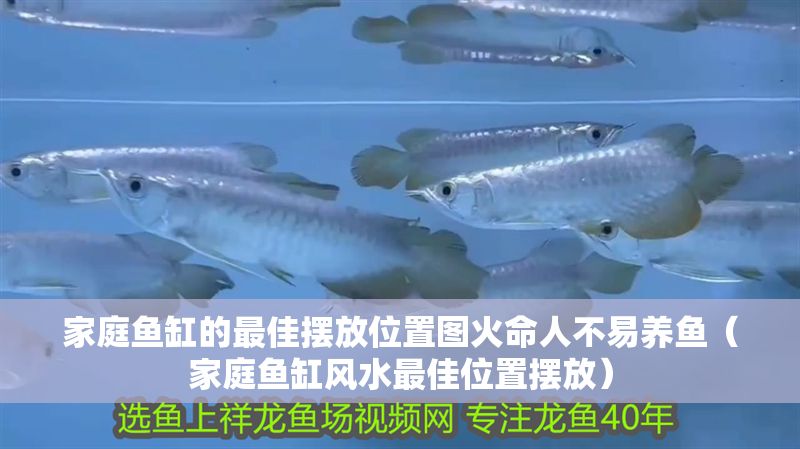 家庭魚缸的最佳擺放位置圖火命人不易養魚（家庭魚缸風水最佳位置擺放）
