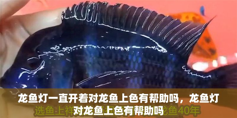 龍魚(yú)燈一直開(kāi)著對(duì)龍魚(yú)上色有幫助嗎，龍魚(yú)燈對(duì)龍魚(yú)上色有幫助嗎