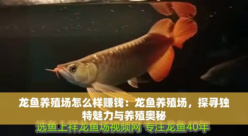 龍魚養(yǎng)殖場怎么樣賺錢：龍魚養(yǎng)殖場，探尋獨特魅力與養(yǎng)殖奧秘