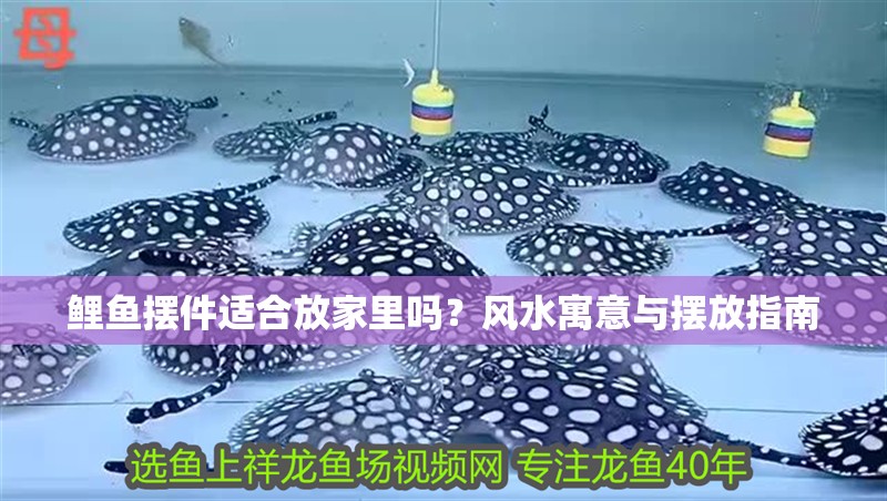 鯉魚擺件適合放家里嗎？風水寓意與擺放指南 鯉魚擺件適合放家里嗎？風水寓意與擺放指南 龍魚百科 第1張