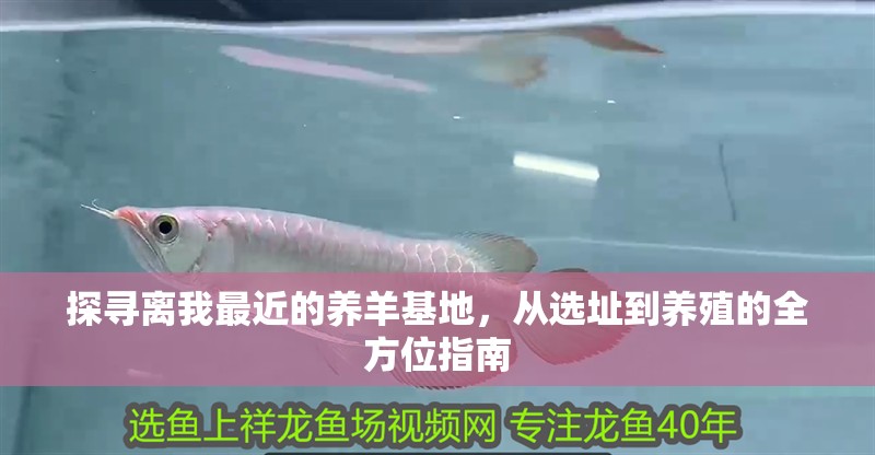 探尋離我最近的養(yǎng)羊基地，從選址到養(yǎng)殖的全方位指南 探尋離我最近的養(yǎng)羊基地，從選址到養(yǎng)殖的全方位指南 龍魚百科 第1張