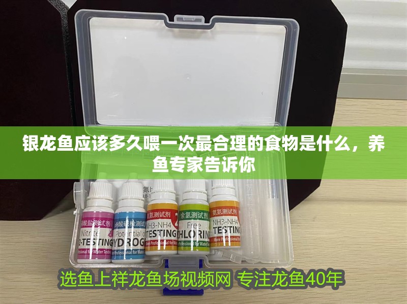 銀龍魚應該多久喂一次最合理的食物是什么，養魚專家告訴你