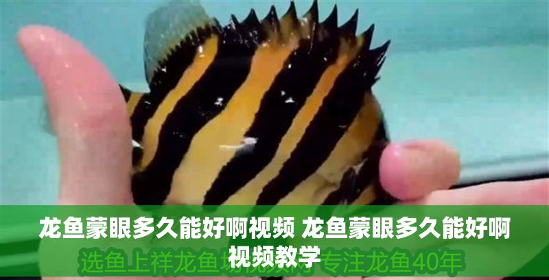 龍魚蒙眼多久能好啊視頻 龍魚蒙眼多久能好啊視頻教學