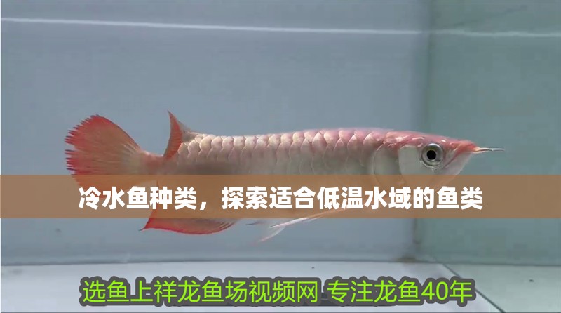 冷水魚種類，探索適合低溫水域的魚類