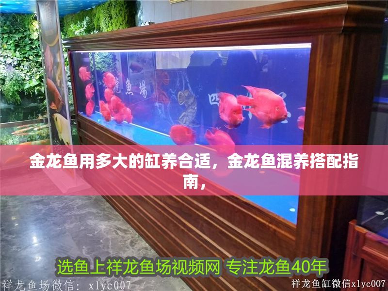金龍魚用多大的缸養合適，金龍魚混養搭配指南，