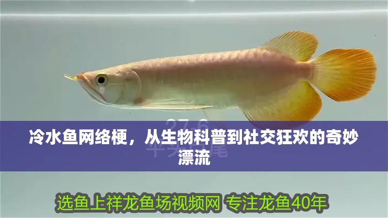 冷水魚網(wǎng)絡梗，從生物科普到社交狂歡的奇妙漂流