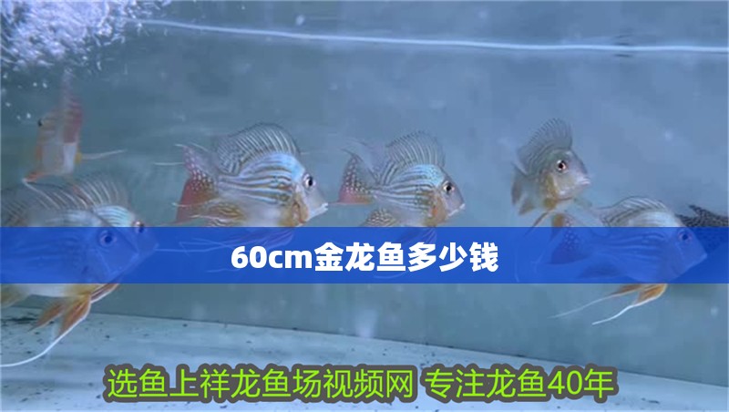 60cm金龍魚多少錢