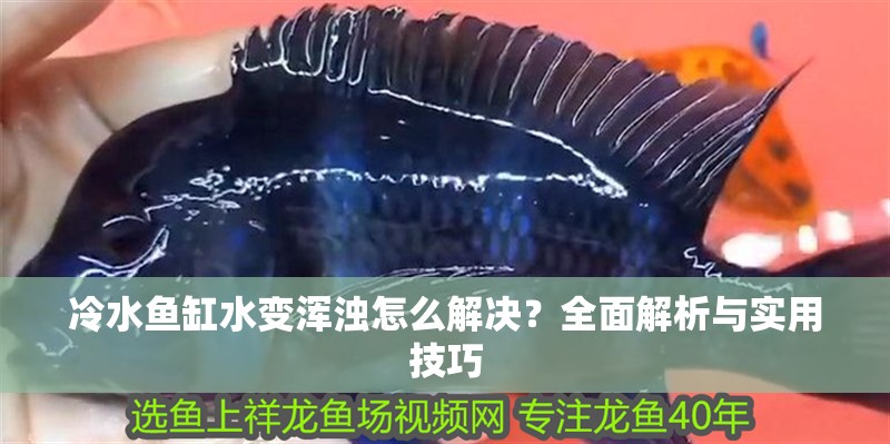 冷水魚缸水變渾濁怎么解決？全面解析與實用技巧 冷水魚缸水變渾濁怎么解決？全面解析與實用技巧 龍魚百科 第1張