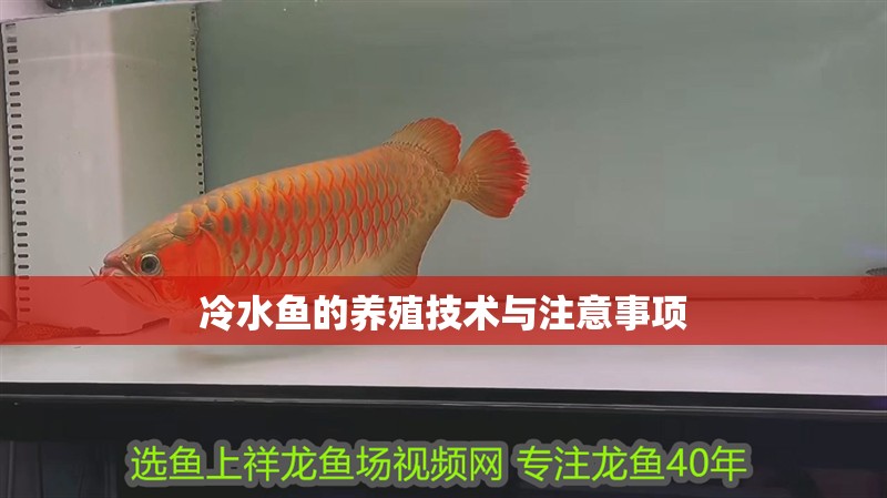 冷水魚的養(yǎng)殖技術(shù)與注意事項(xiàng)