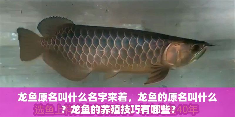 龍魚原名叫什么名字來著，龍魚的原名叫什么？龍魚的養殖技巧有哪些？ 龍魚原名叫什么名字來著，龍魚的原名叫什么？龍魚的養殖技巧有哪些？ 龍魚百科 第2張