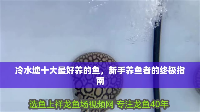 冷水塘十大最好養(yǎng)的魚，新手養(yǎng)魚者的終極指南