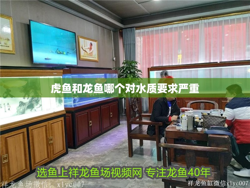虎魚和龍魚哪個對水質要求嚴重