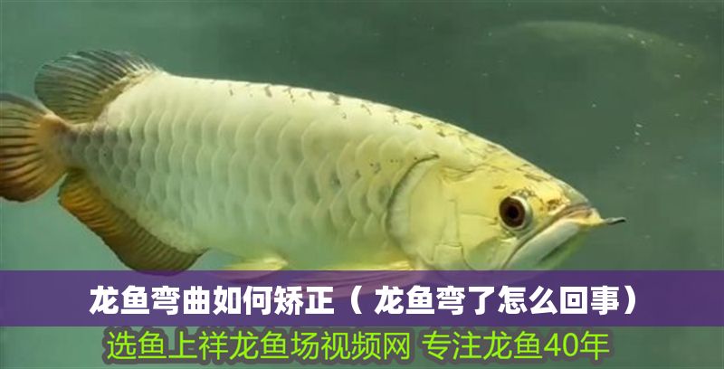 龍魚彎曲如何矯正（ 龍魚彎了怎么回事）
