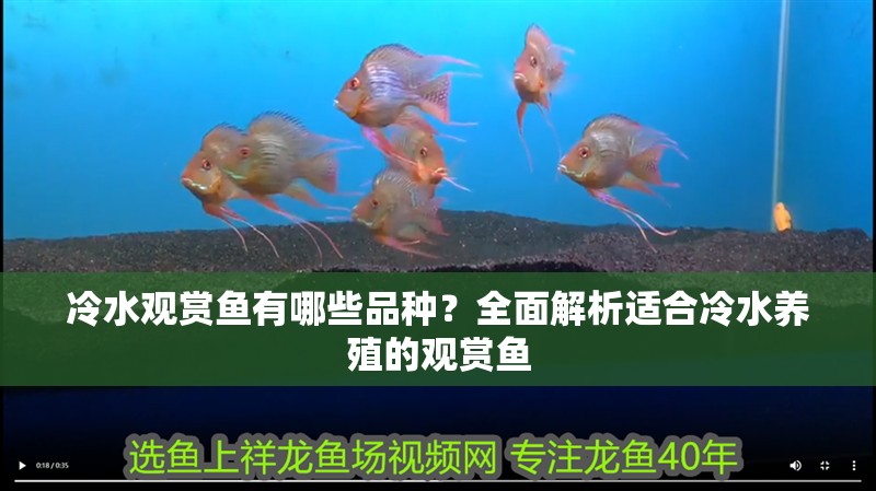冷水觀賞魚有哪些品種？全面解析適合冷水養殖的觀賞魚