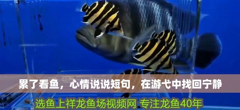 累了看魚，心情說說短句，在游弋中找回寧靜 累了看魚，心情說說短句，在游弋中找回寧靜 龍魚百科 第1張