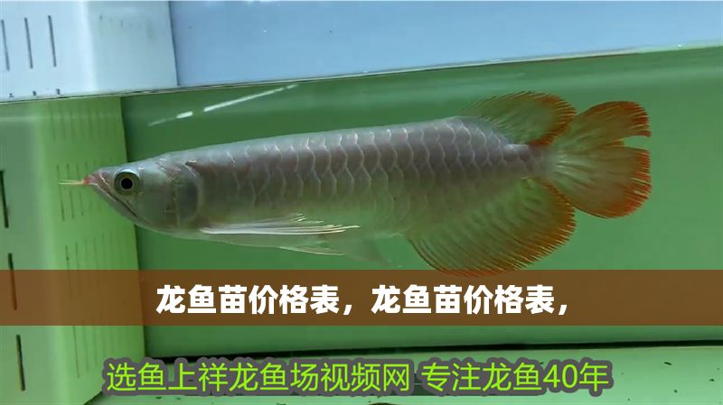龍魚苗價格表，龍魚苗價格表，