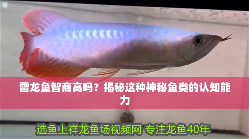 雷龍魚智商高嗎？揭秘這種神秘魚類的認知能力