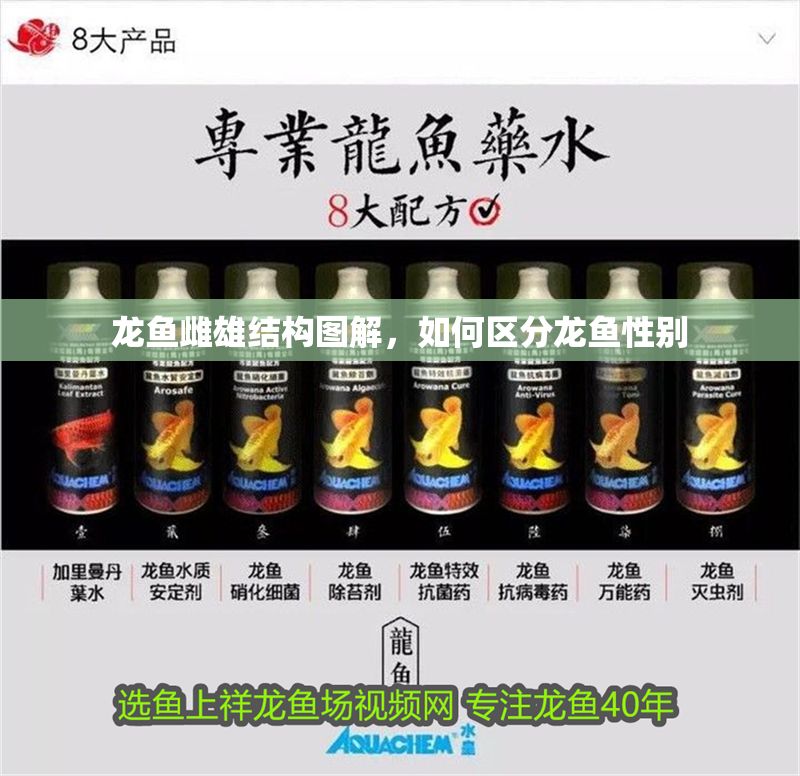 龍魚雌雄結構圖解，如何區分龍魚性別