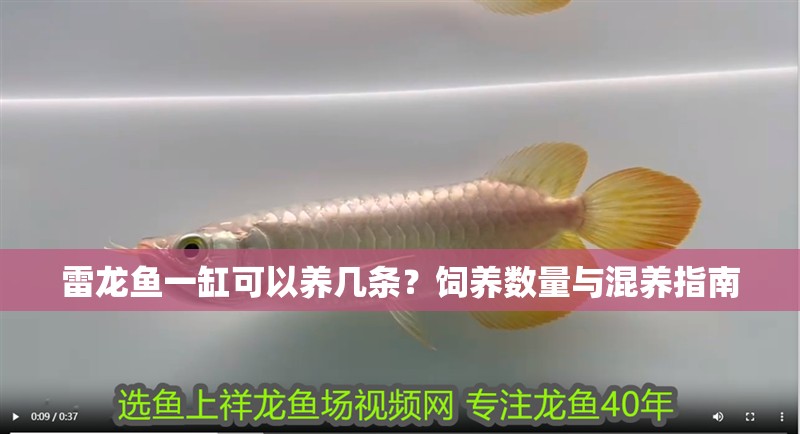 雷龍魚(yú)一缸可以養(yǎng)幾條？飼養(yǎng)數(shù)量與混養(yǎng)指南