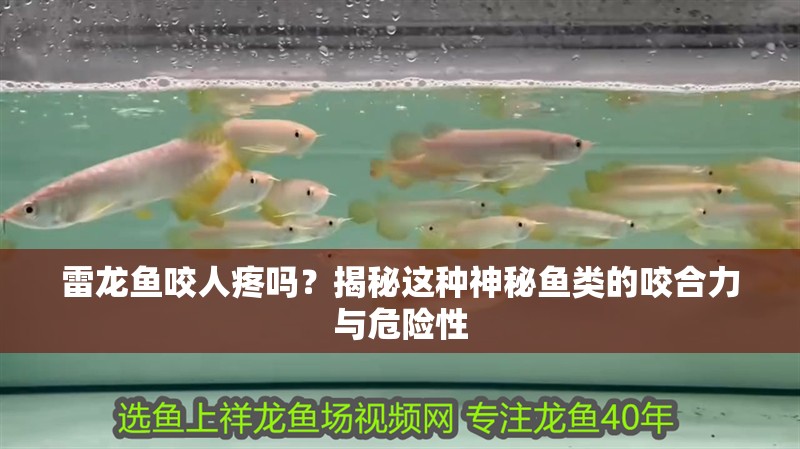 雷龍魚咬人疼嗎？揭秘這種神秘魚類的咬合力與危險(xiǎn)性