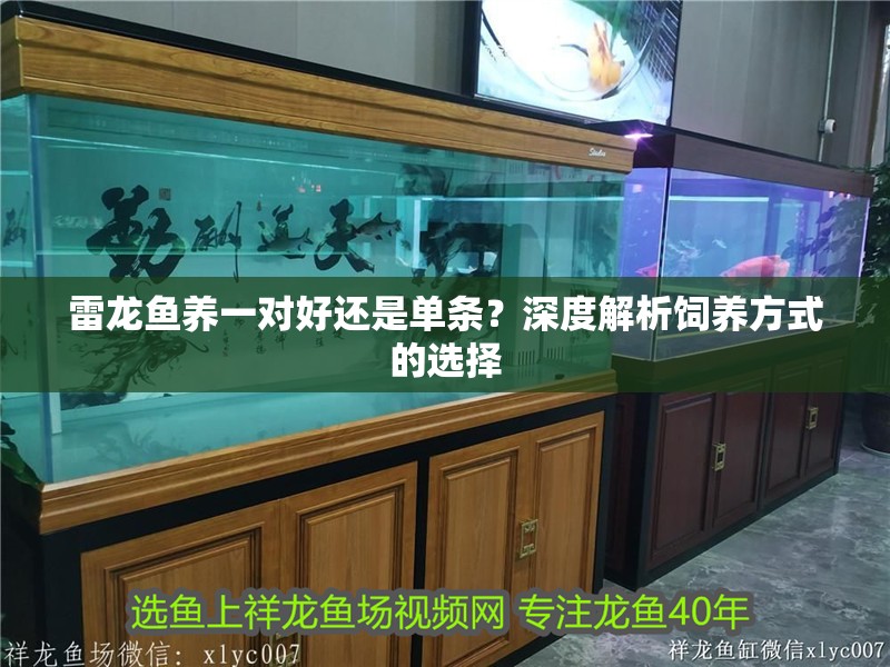 雷龍魚養一對好還是單條？深度解析飼養方式的選擇
