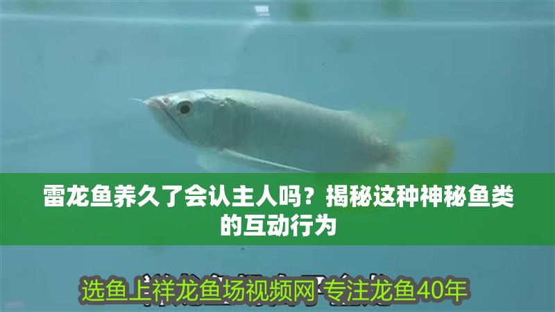 雷龍魚養久了會認主人嗎？揭秘這種神秘魚類的互動行為
