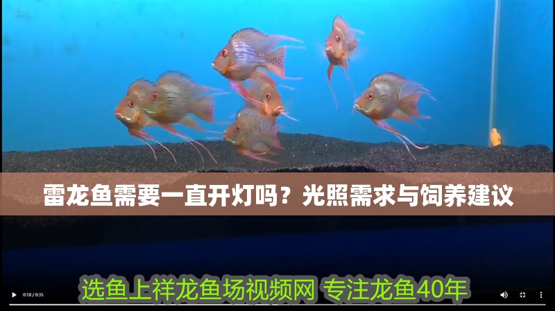 雷龍魚需要一直開燈嗎？光照需求與飼養(yǎng)建議