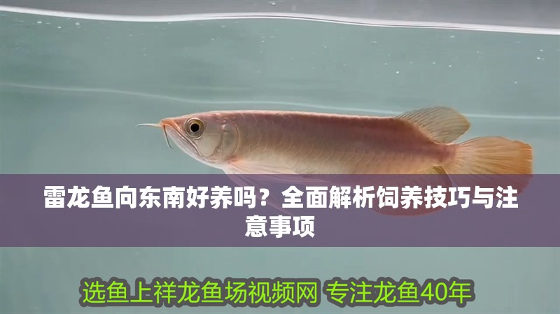 雷龍魚向東南好養(yǎng)嗎？全面解析飼養(yǎng)技巧與注意事項(xiàng)