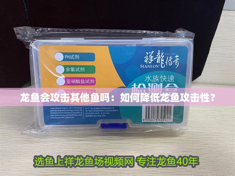 龍魚會攻擊其他魚嗎：如何降低龍魚攻擊性？