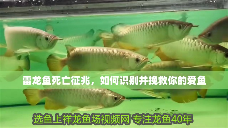 雷龍魚死亡征兆，如何識別并挽救你的愛魚