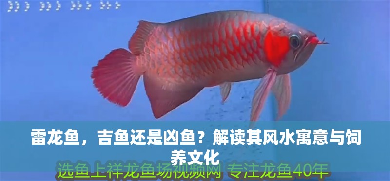 雷龍魚，吉魚還是兇魚？解讀其風水寓意與飼養文化