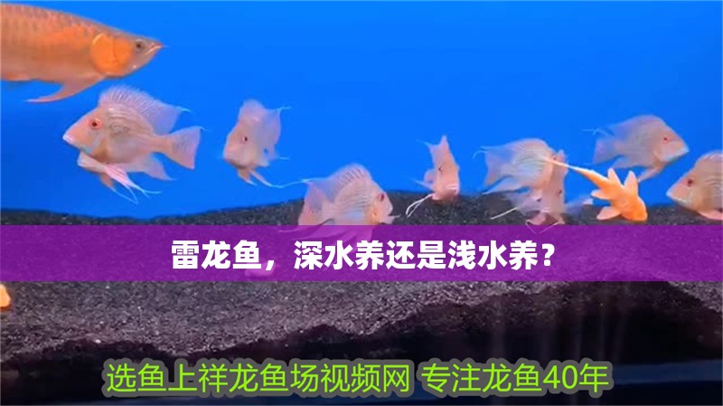 雷龍魚，深水養還是淺水養？ 雷龍魚，深水養還是淺水養？ 龍魚百科 第1張