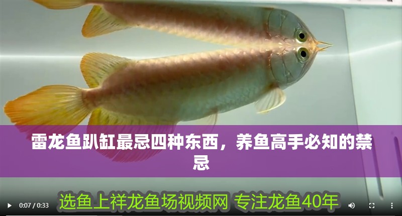 雷龍魚趴缸最忌四種東西，養魚高手必知的禁忌