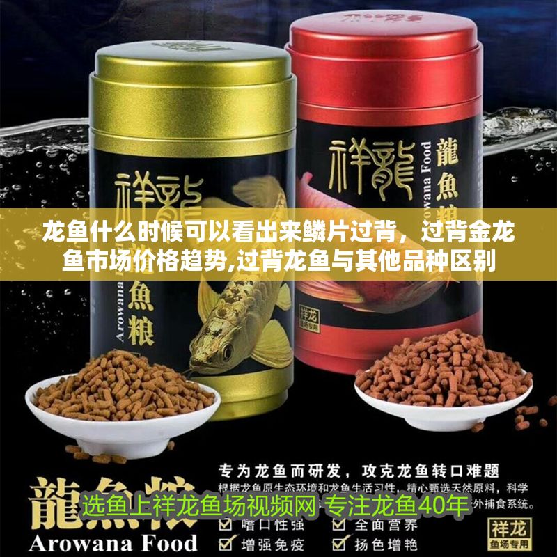 龍魚什么時候可以看出來鱗片過背，過背金龍魚市場價格趨勢,過背龍魚與其他品種區別