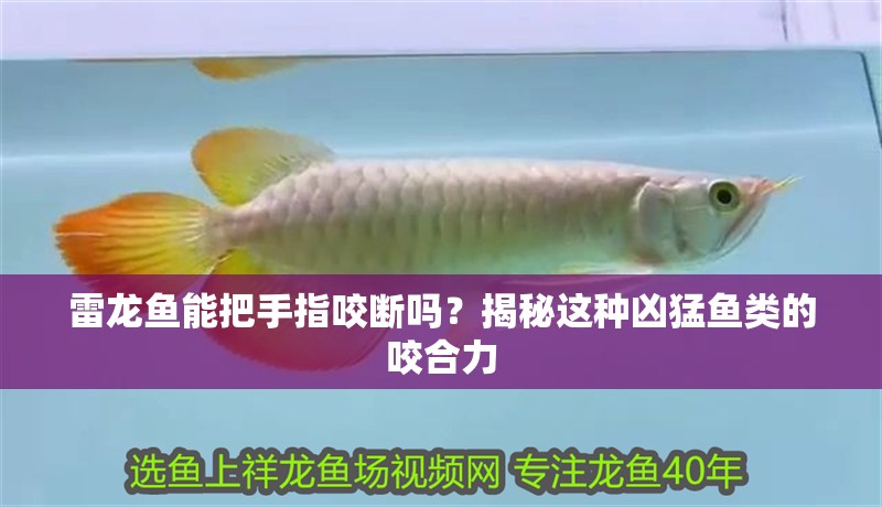 雷龍魚能把手指咬斷嗎？揭秘這種兇猛魚類的咬合力