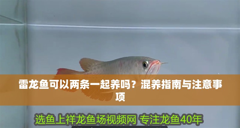 雷龍魚可以兩條一起養(yǎng)嗎？混養(yǎng)指南與注意事項