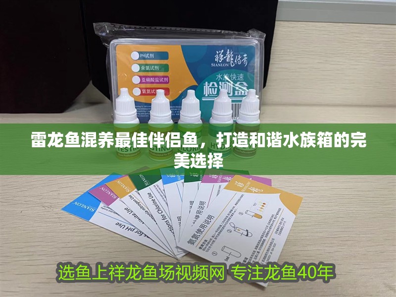 雷龍魚混養(yǎng)最佳伴侶魚，打造和諧水族箱的完美選擇