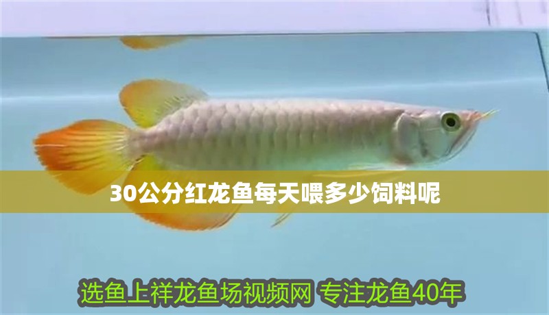 30公分紅龍魚(yú)每天喂多少飼料呢 30公分紅龍魚(yú)每天喂多少飼料呢 龍魚(yú)百科 第1張