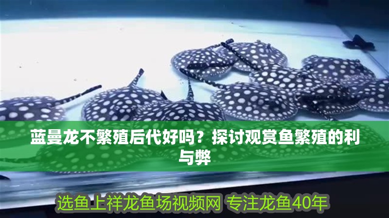 藍曼龍不繁殖后代好嗎？探討觀賞魚繁殖的利與弊