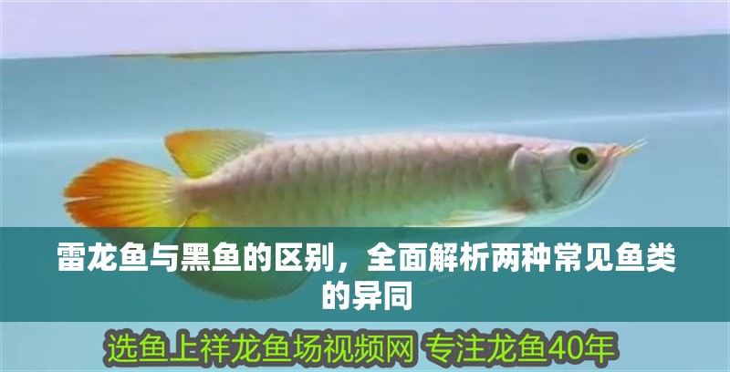 雷龍魚(yú)與黑魚(yú)的區(qū)別,全面解析兩種常見(jiàn)魚(yú)類的異同 龍魚(yú)百科 第1張 雷龍魚(yú)與黑魚(yú)的區(qū)別,全面解析兩種常見(jiàn)魚(yú)類的異同 雷龍魚(yú)與黑魚(yú)的區(qū)別,全面解析兩種常見(jiàn)魚(yú)類的異同 龍魚(yú)百科 第1張