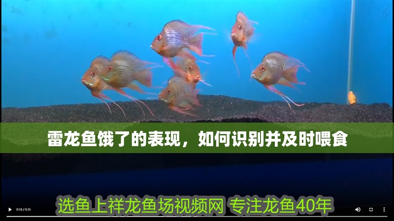 雷龍魚餓了的表現，如何識別并及時喂食