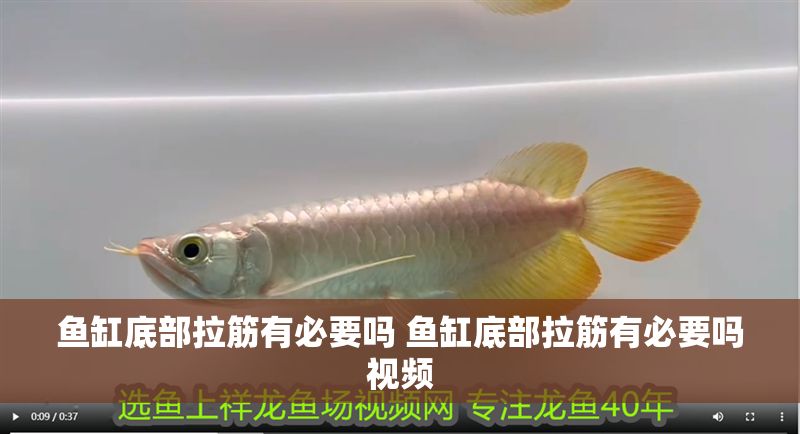 魚缸底部拉筋有必要嗎 魚缸底部拉筋有必要嗎視頻