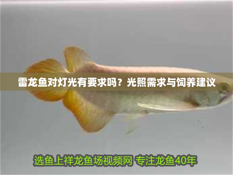 雷龍魚對燈光有要求嗎？光照需求與飼養(yǎng)建議 雷龍魚對燈光有要求嗎？光照需求與飼養(yǎng)建議 龍魚百科 第1張