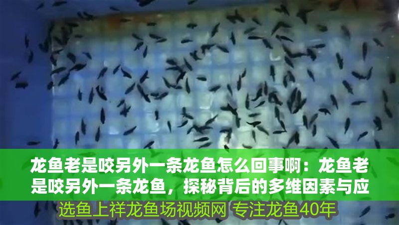 龍魚老是咬另外一條龍魚怎么回事啊：龍魚老是咬另外一條龍魚，探秘背后的多維因素與應(yīng)對(duì)策略