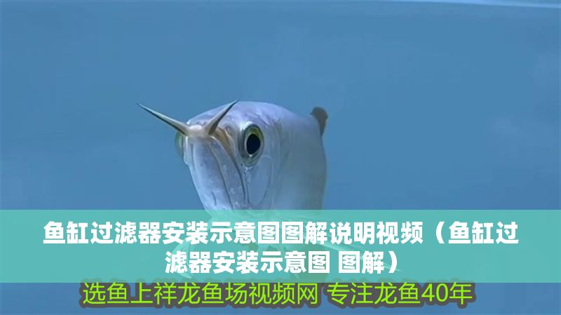 魚缸過濾器安裝示意圖圖解說明視頻（魚缸過濾器安裝示意圖 圖解） 魚缸過濾器安裝示意圖圖解說明視頻（魚缸過濾器安裝示意圖 圖解） 龍魚百科 第1張